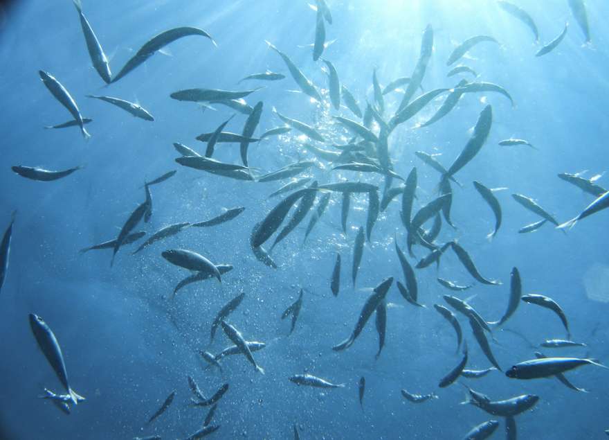 fischschwarm beim Tauchen in den kornaten in Kroatien