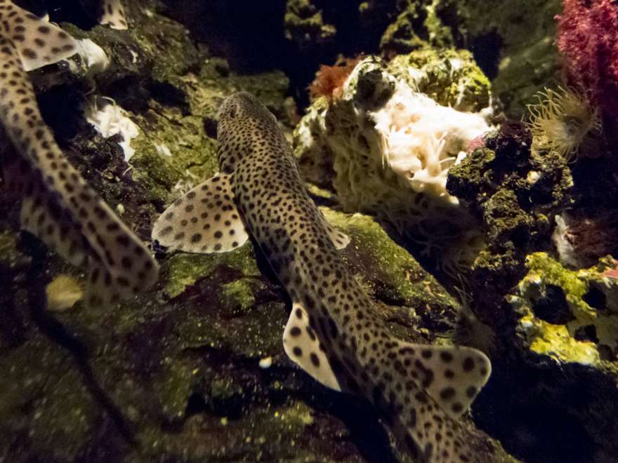 fisch-koratien-tauchen