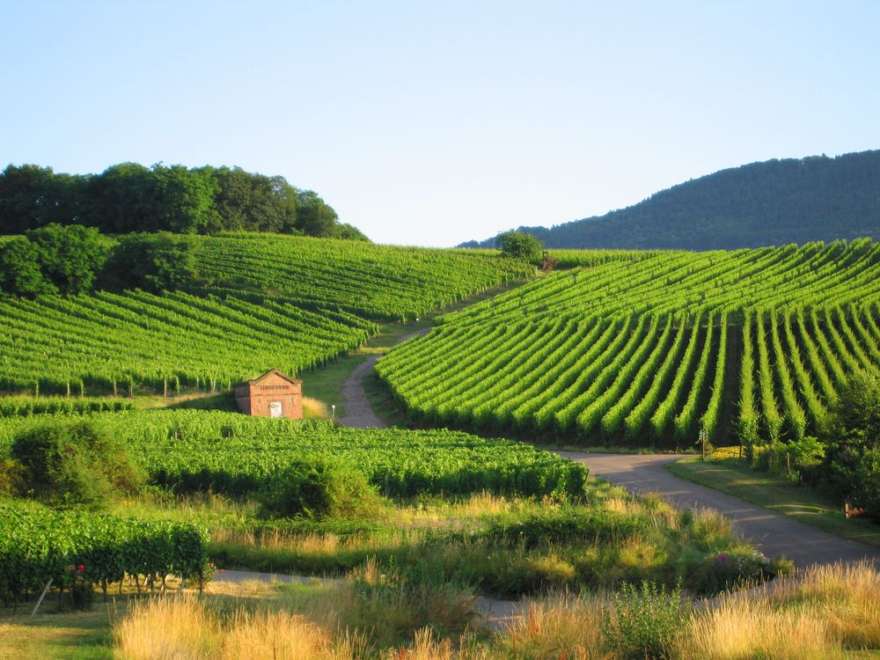 Weinberge im Elsass