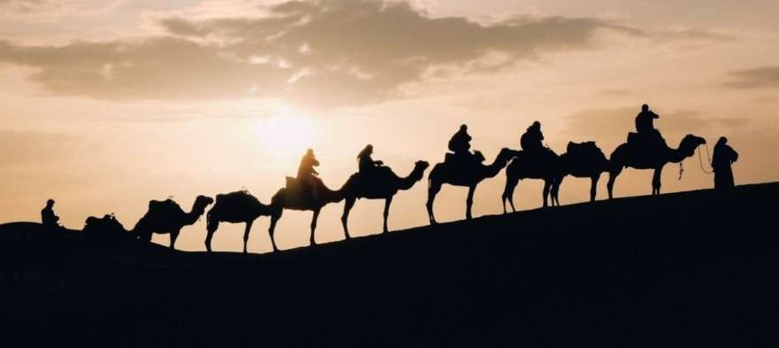 Kamele bei Sonnenuntergang in der Sahara