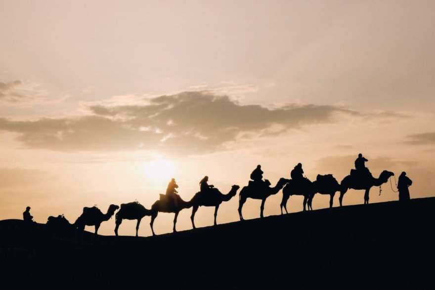 Kamele bei Sonnenuntergang in der Sahara