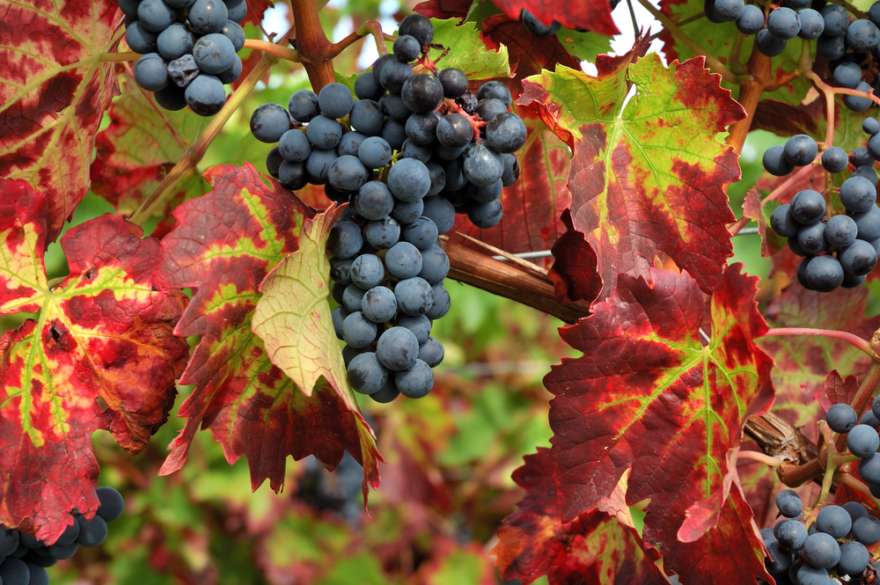 Rote Weinreben