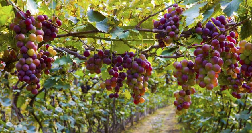 Weinreben