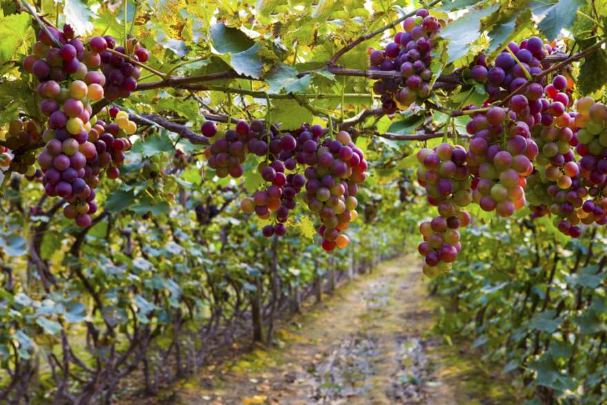 Weinreben