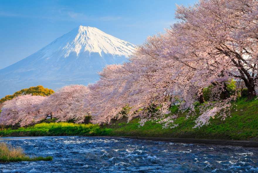 Japan Kirschblütenfest