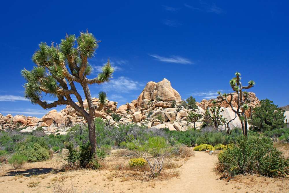 Joshua Tree Nationalpark