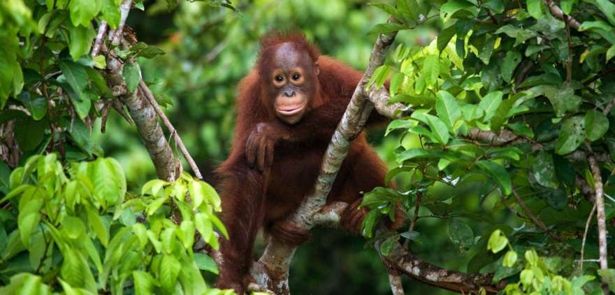 Baby Orang Utan auf Borneo