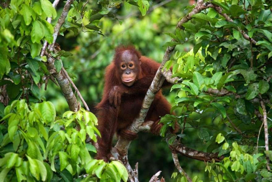 Baby Orang Utan auf Borneo