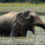 Elefant im Wilpattu Nationalpark in Sri Lanka