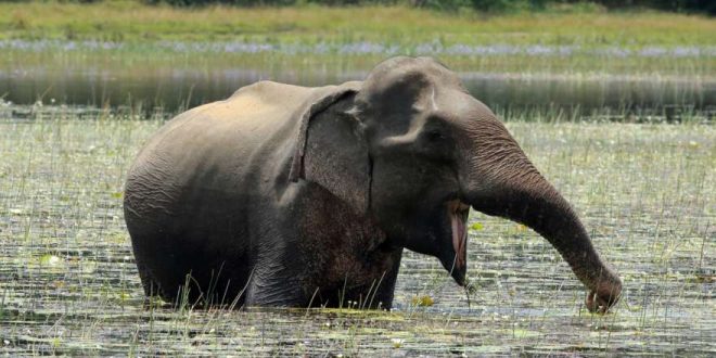 Sri Lanka: Meine Rundreise durch das Inseljuwel im Indischen Ozean