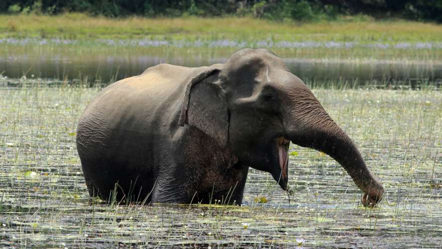 Elefant im Wilpattu Nationalpark in Sri Lanka