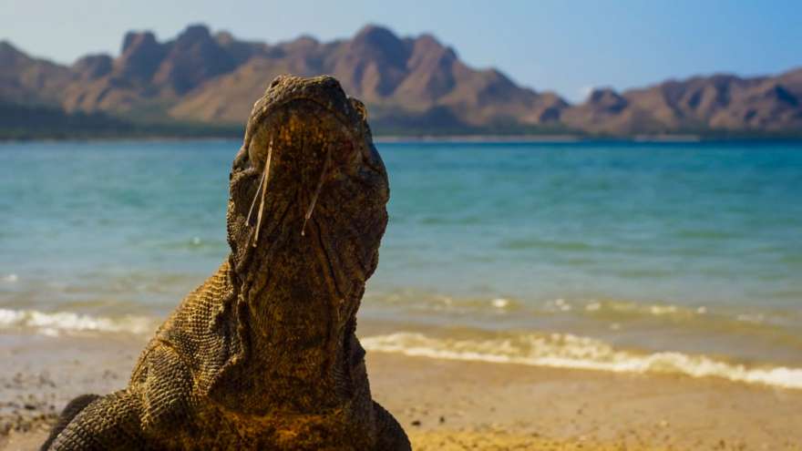 Komodowaran auf Flores