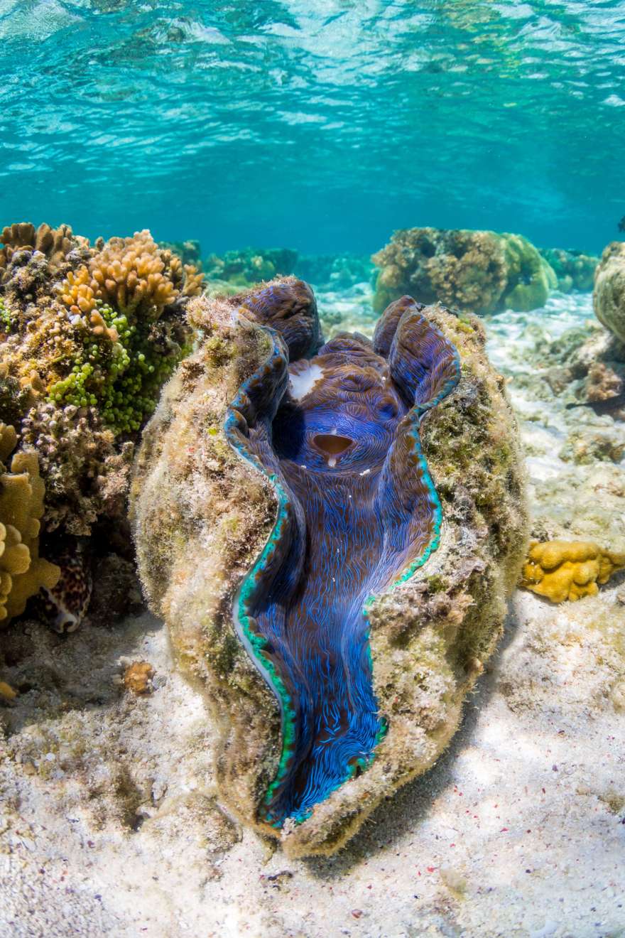 Unser MuschelkundeGuide für euren Urlaub 5vorFlug Blog Unser MuschelkundeGuide für euren Urlaub 5vorFlug Blog