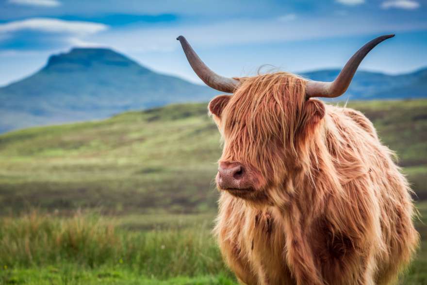 Schottland Isle of Skye Highlandcow