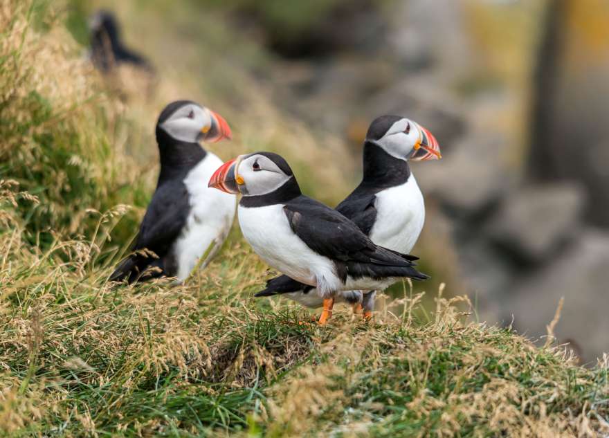 Schottland Papageientaucher