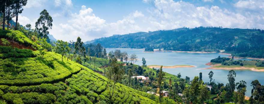 Teeplantage in Nuwara Eliya auf Sri Lanka