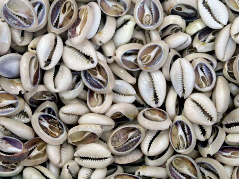 Unser Muschelkunde-Guide für euren Urlaub | 5vorFlug Blog