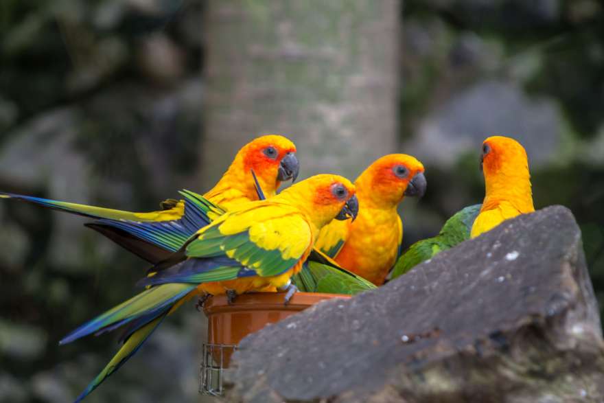 Loro Parque auf Teneriffa