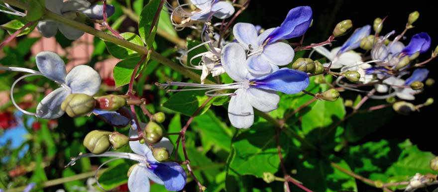 Blume in Topes de Collantes auf Kuba