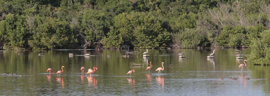 Flamingos auf Cayo Santa Maria auf Kuba