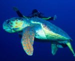 Taucher mit Meeresschildkröte auf Kuba