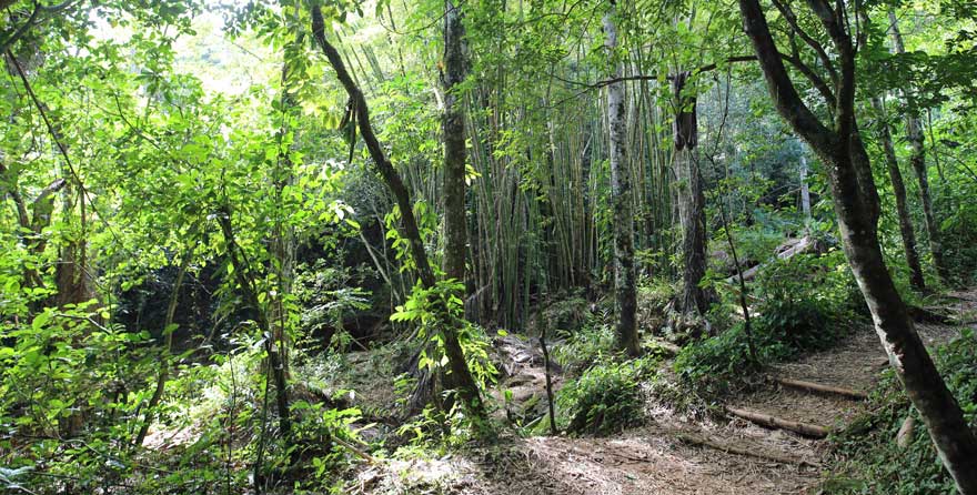 Wanderweg in Topes de Collantes