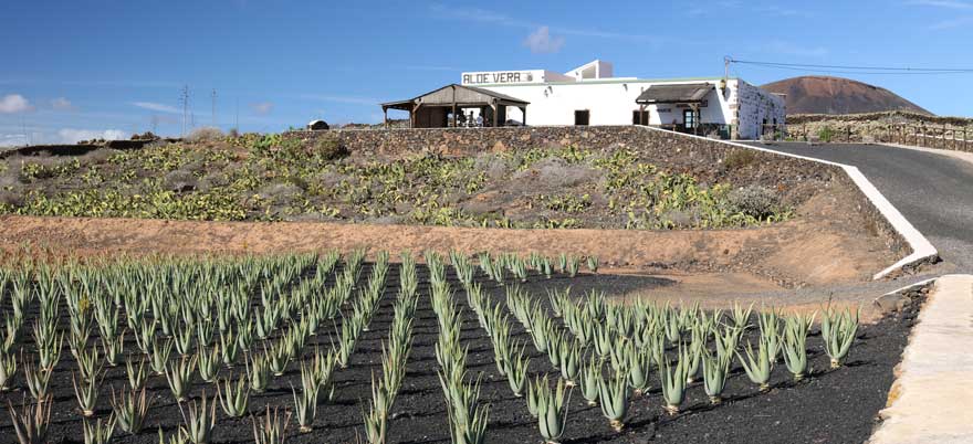 Aloe-Vera-Farm