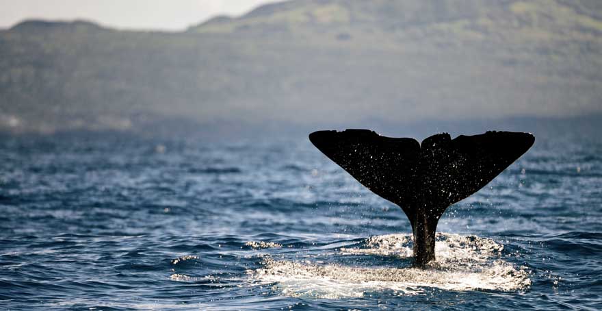 Walbeobachtung-auf-den-Azoren