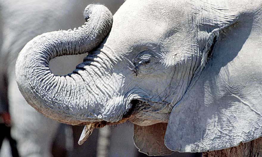 Elefant
