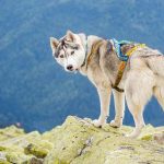 Husky beim Wandern auf einem Berg