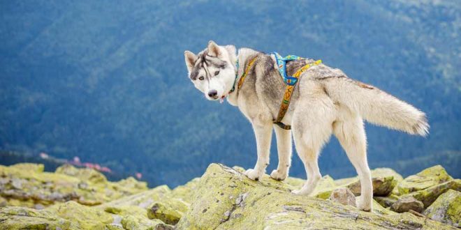 Wandern mit Hund: Der spanische Küstenweg im November