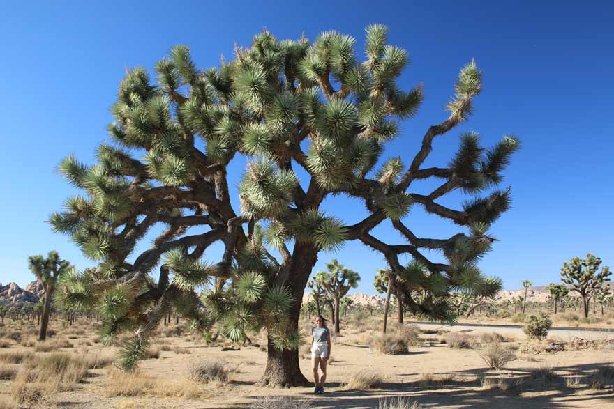 Joshua Tree Nationalpark in Kalifornien