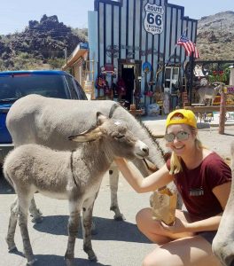 Esel in Oatman