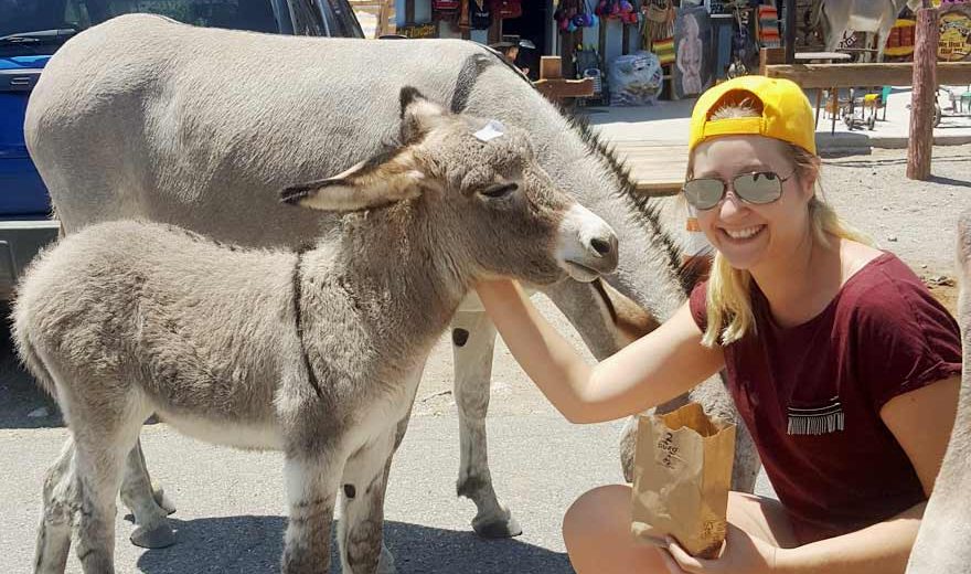 Esel in Oatman