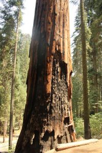 Sequoia National Forest