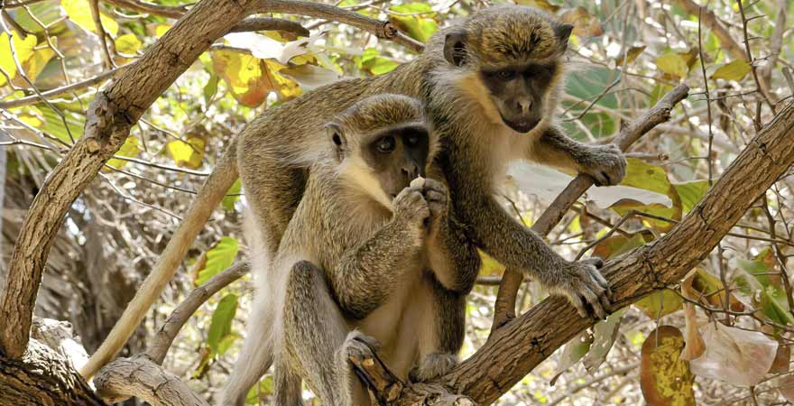 Affen im Baum in Gambia