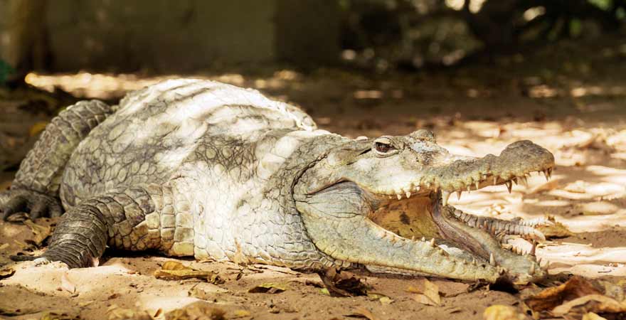 Krokodil in Gambia