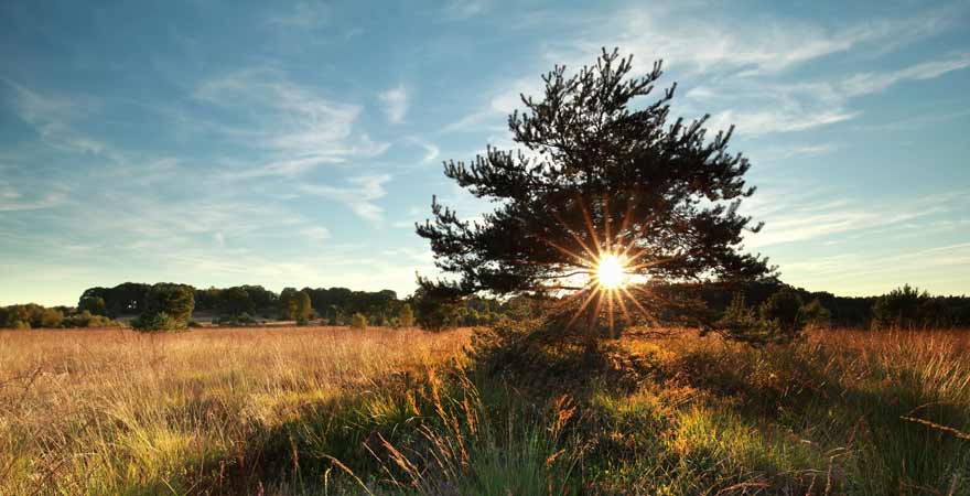 Lueneburger Heide in Deutschland