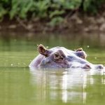 Nilpferd im Fluss in Gambia