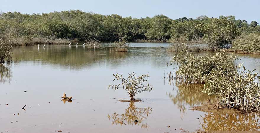 Pelikane auf dem Gambia River