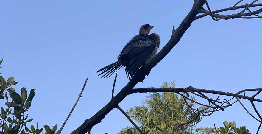 Vogel auf einem Ast in Gambia
