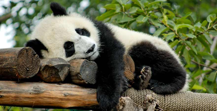 Panda in Chengdu in China