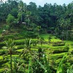 Tegalalang Reisterrassen in Ubud auf Bali