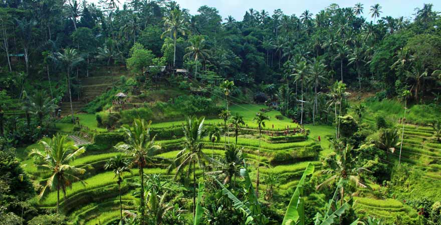 Tegalalang Reisterrassen in Ubud auf Bali