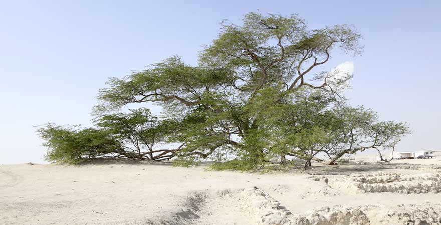 Tree of Life in Bahrain