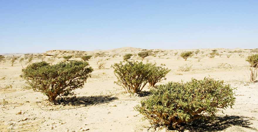 Weihrauchbäume im Wadi Dawkha im Oman