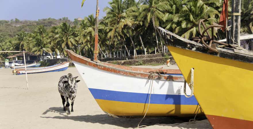 Cow Beach auf Goa in Indien