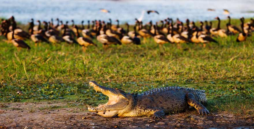 Krokodil im Kakadu Nationalpark in Australien