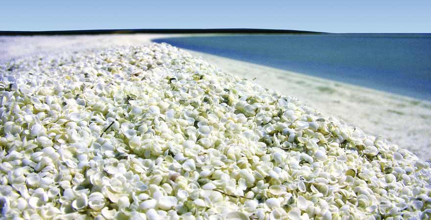 Shell Beach in Australien