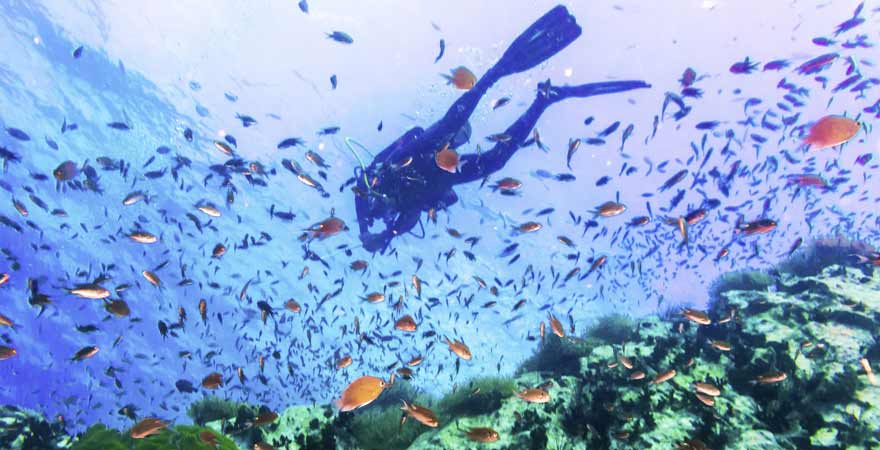 Tauchen auf Koh Tao in Thailand